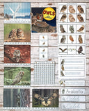 Owl Game, Puzzle, and Editable Tracing Pack in Print